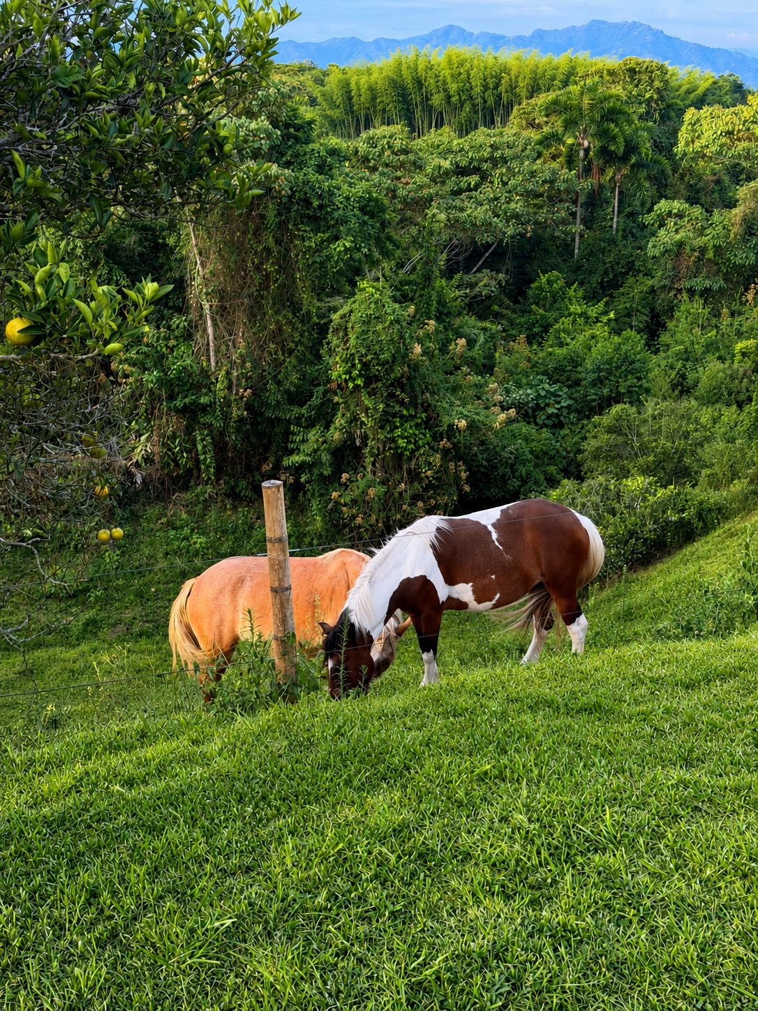Caballos entre guaduales con las montañas al fondo, Finca Halcones