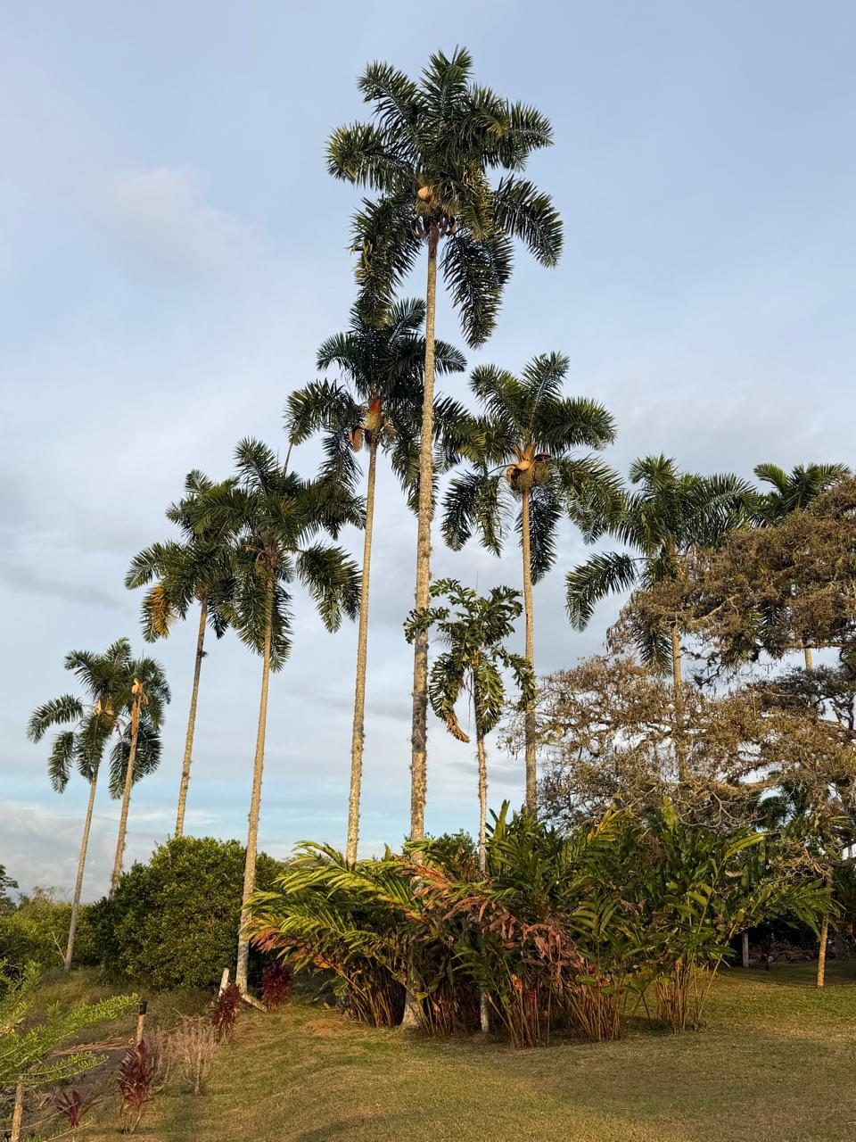 Palmas reales al atardecer en la finca